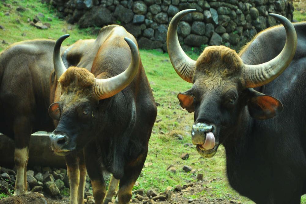 Bondla Wildlife SanctuaryZ (March 2023)  Timings,Tickets,reviews,Tips,Contact number| ExploreBees