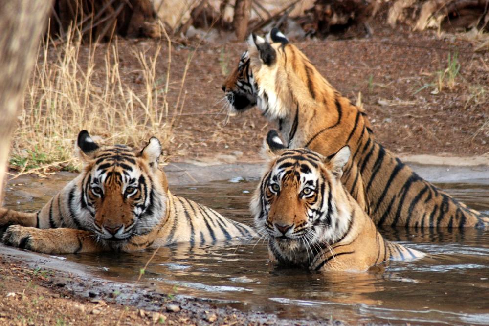 Bondla Wildlife SanctuaryZ Goa Tickets, timings, offers Mar 2023 |  ExploreBees