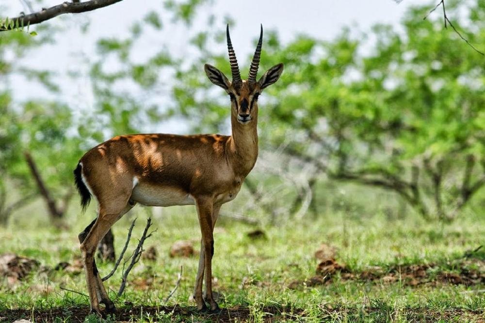 Bondla Wildlife SanctuaryZ (March 2023)  Timings,Tickets,reviews,Tips,Contact number| ExploreBees