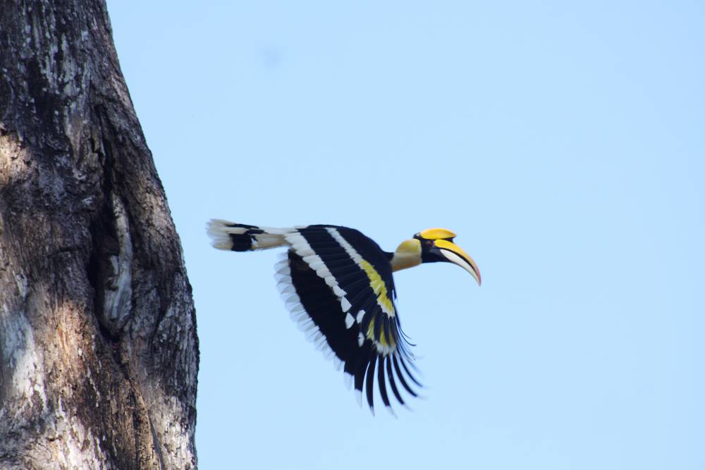 Eravikulam National Park Munnar Tickets, timings, offers Mar 2023 |  ExploreBees