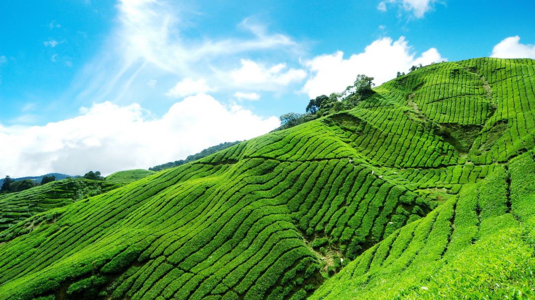 India (36)