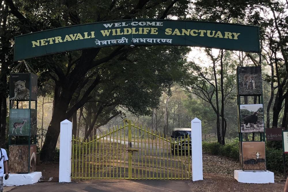 Netravali Wildlife Sanctuary Goa Tickets, timings, offers Mar 2023 |  ExploreBees