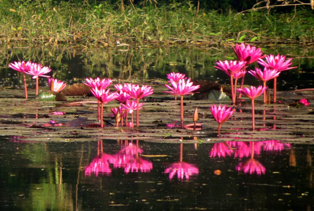 sankey tank Bengaluru Tickets, timings, offers Jun 2021 | ExploreBees