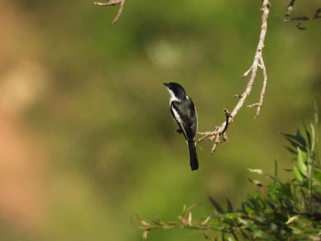 Birdwatching in Cherambadi Nilgiris  Wayanad