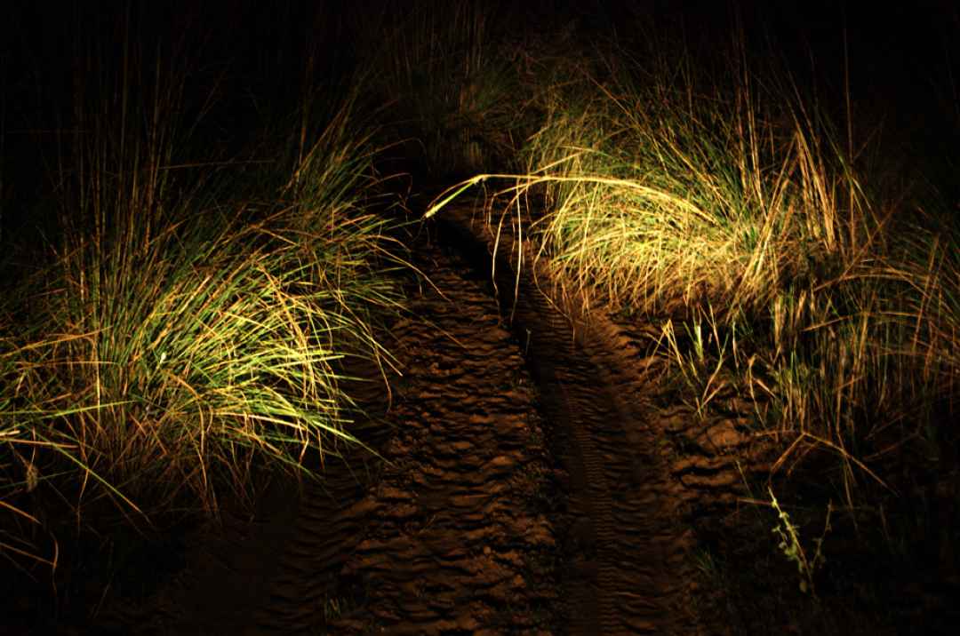 Chinnar Wildlife Sanctuary Night Safari in Munnar