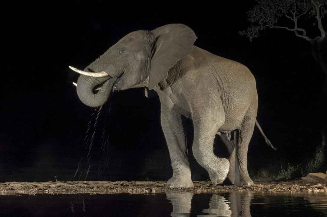 Chinnar Wildlife Sanctuary Night Safari in Munnar