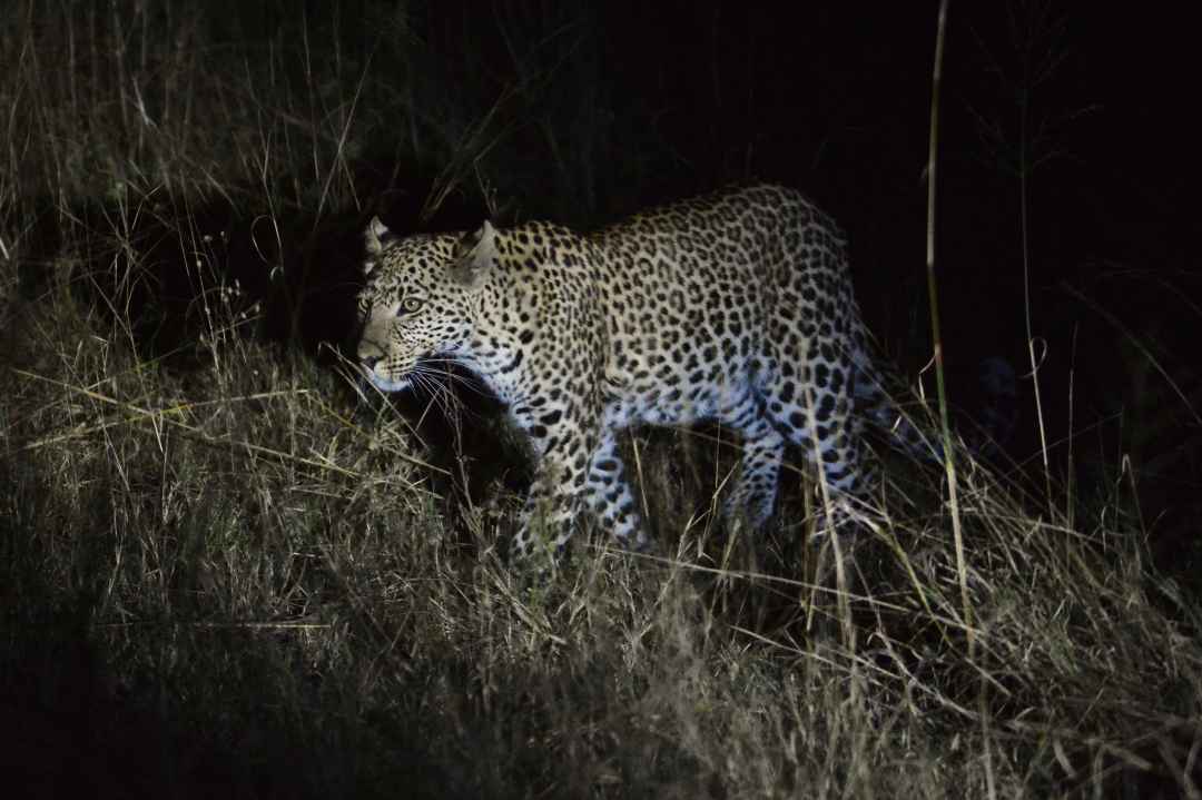 Chinnar Wildlife Sanctuary Night Safari in Munnar