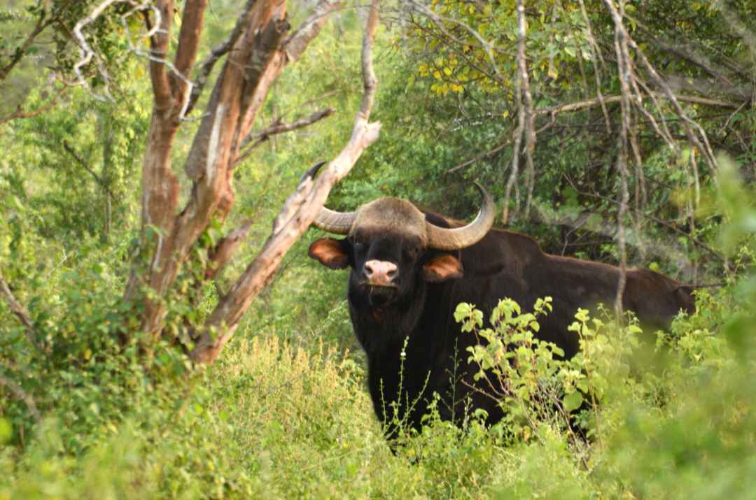 Chinnar Wildlife Sanctuary Night Safari in Munnar