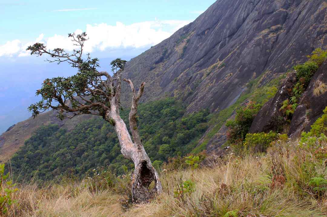 Chokramudi Sunrise trek