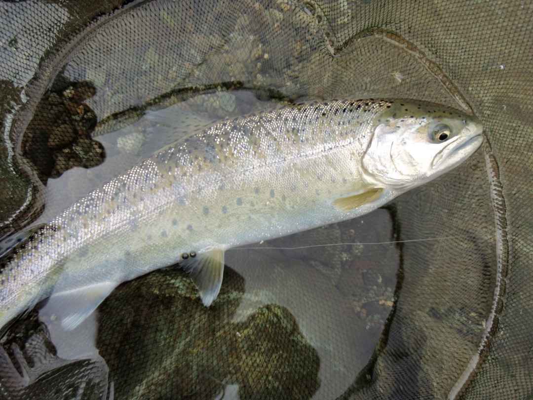FISHING IN PARVATI RIVER KASOL