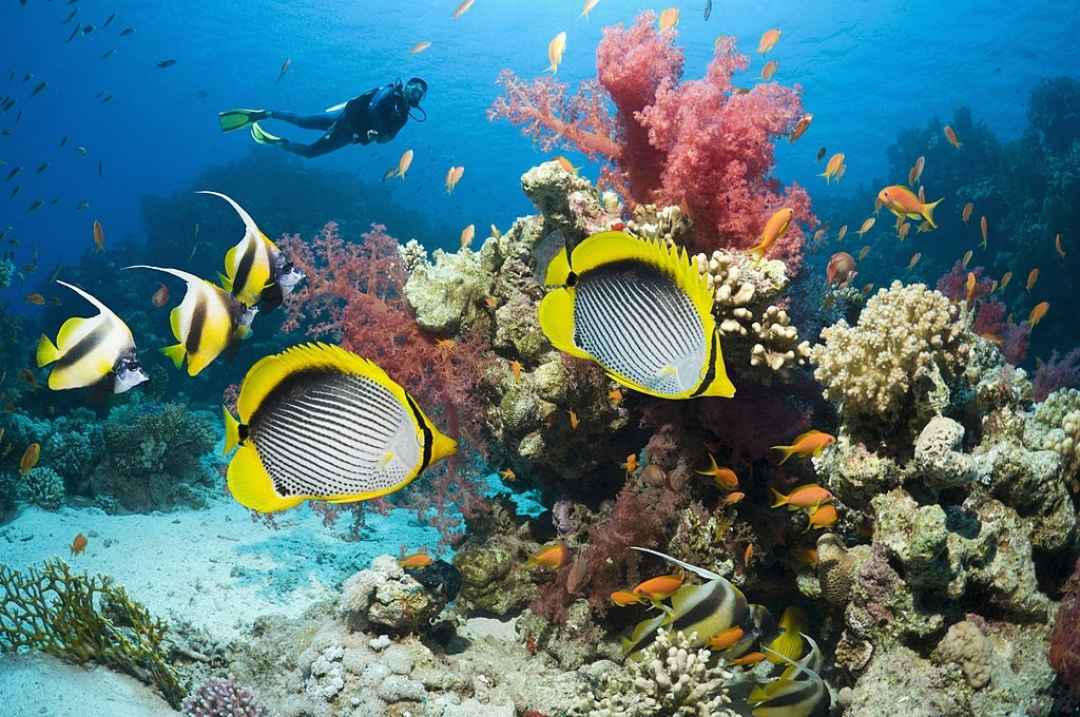 GOA SCUBA DIVE AND ISLAND VISIT TRIP