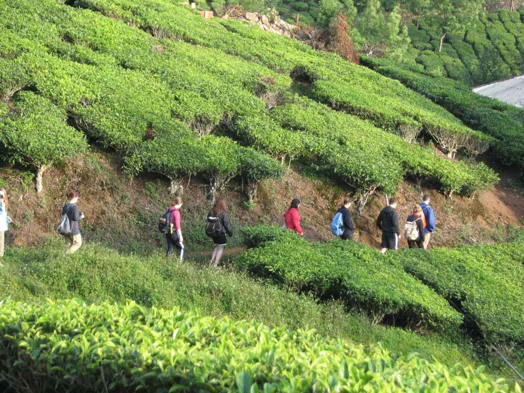 Kolukkumalai trek and camping from munnar