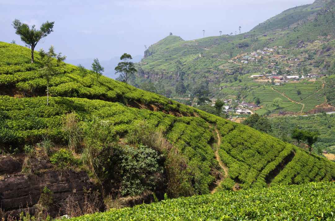 Munnar Tea Plantation Walking Tour