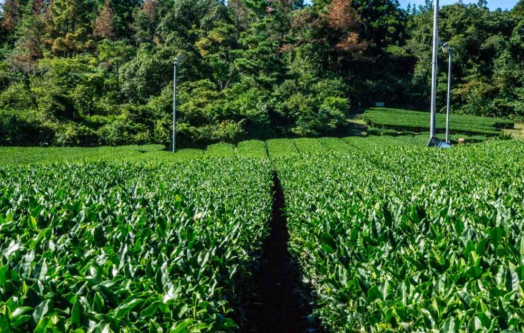 Munnar Tea Plantation Walking Tour
