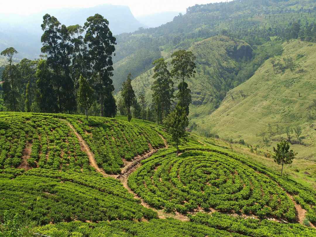 Munnar Tea Plantation Walking Tour