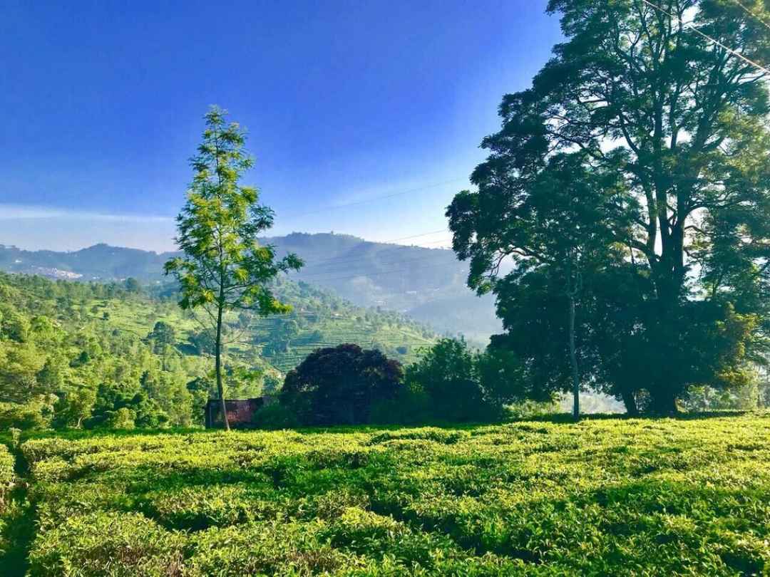 Luxury Cottage with Tea Plantation and Valley View Room