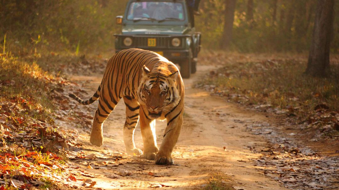 India (39)