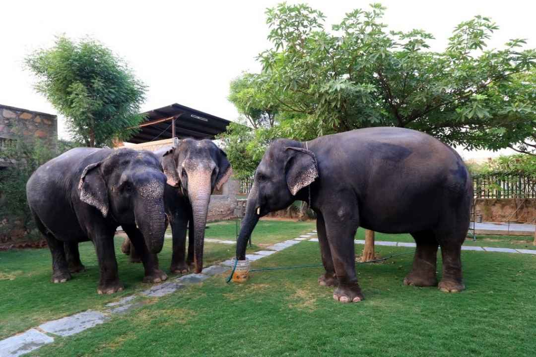 A Day with Elephants in Jaipur