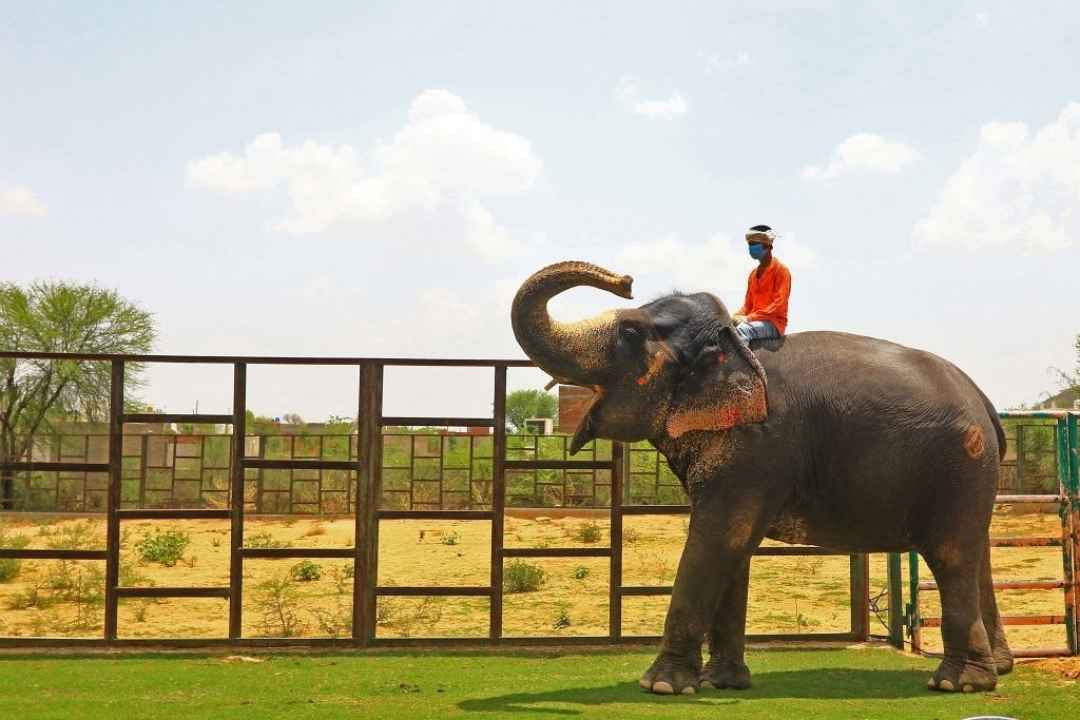 A Day with Elephants in Jaipur