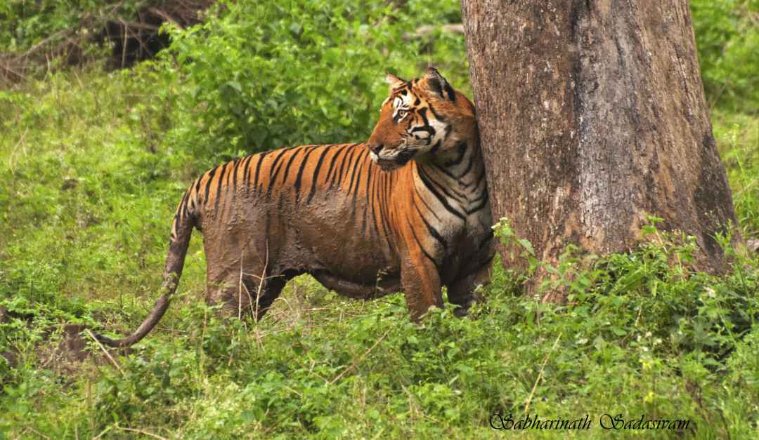 bandipur safari tickets