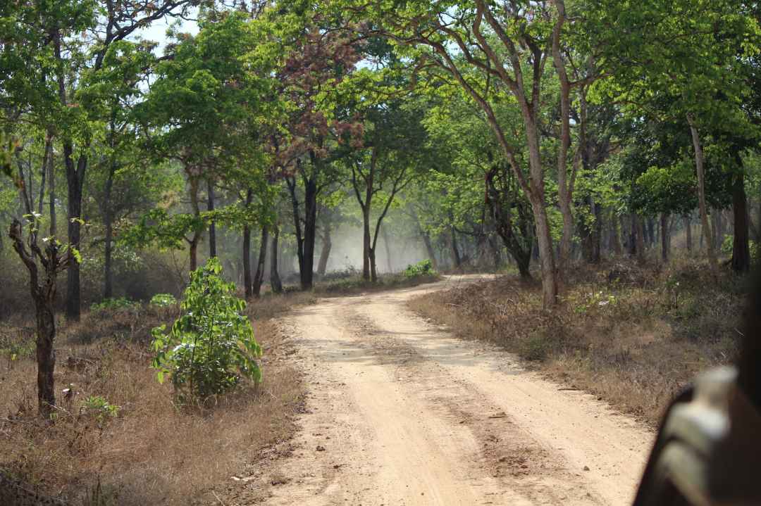 Bandipur National Park Safari From Mysuru