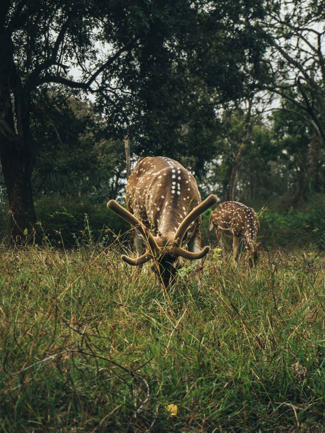 Bandipur and Mudumalai Tiger Country from Bangalore