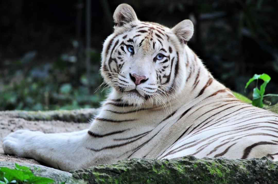 Bannerghatta National Park Private Day Tour with Butterfly Park and Safari from Bangalore