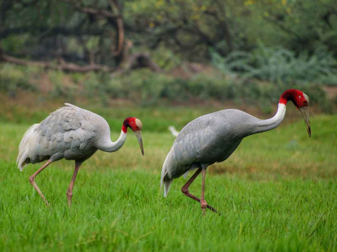 Bharatpur Wildlife sanctuary From Delhi