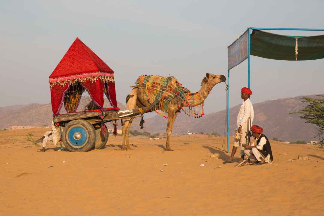 Heritage Camel Safari Tour