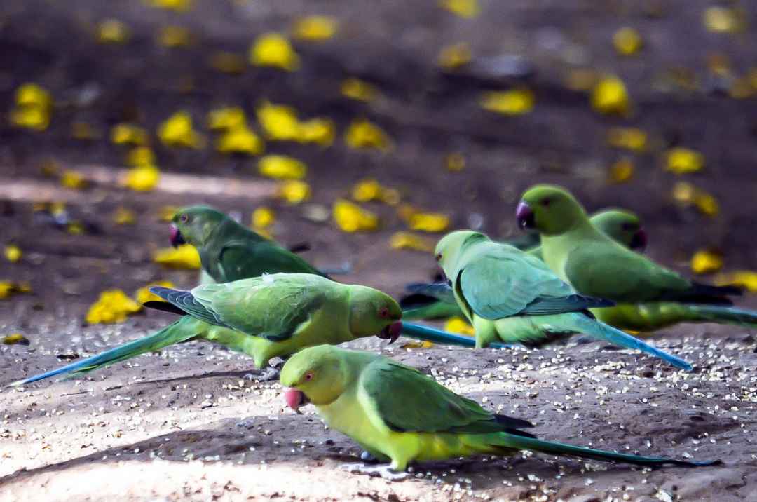Heritage City Walk to Cubbon Park