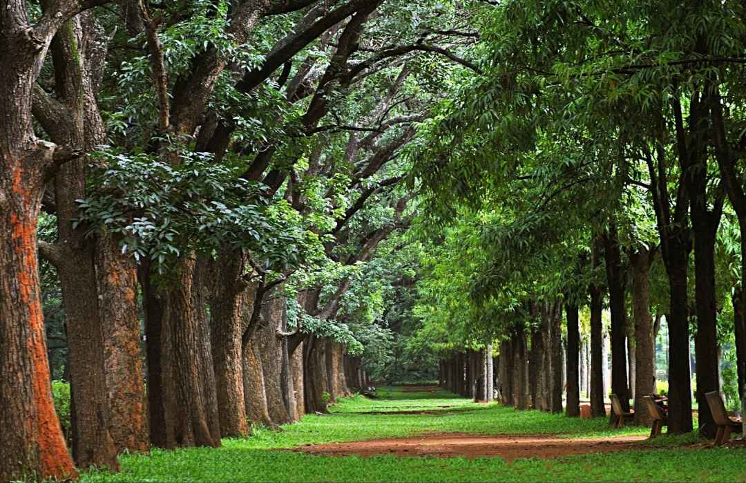 Heritage City Walk to Cubbon Park(4)