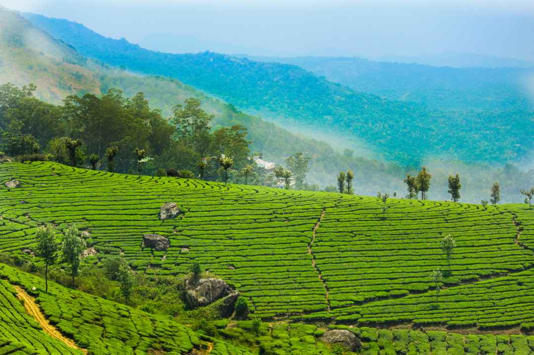 Munnar Sightseeing Tour by Coach