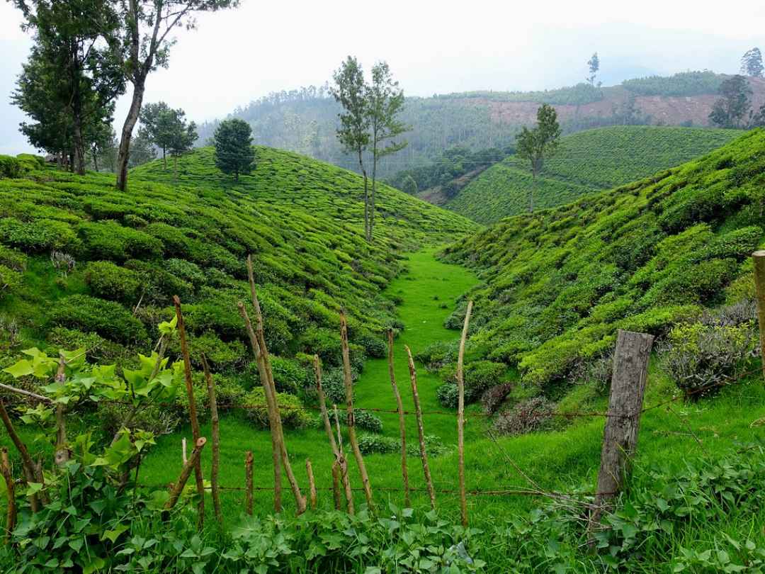 Munnar Sightseeing Tour by Coach