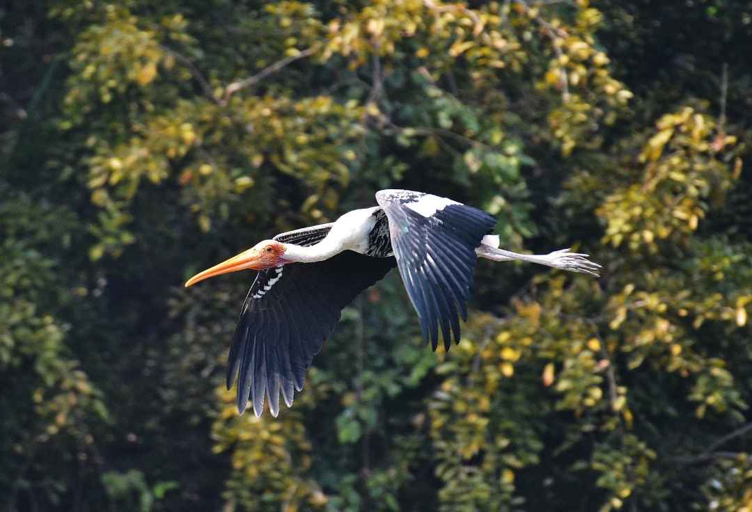 Ranganathittu Bird Sanctuary Tours from bengaluru