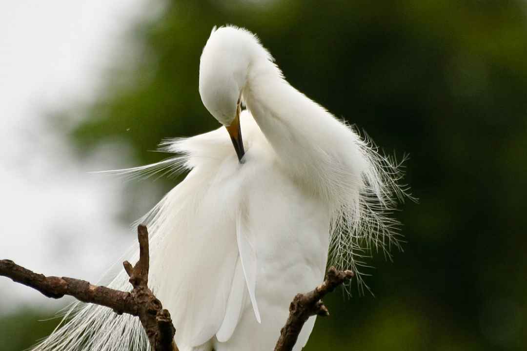 Ranganathittu Bird Sanctuary Tours from bengaluru
