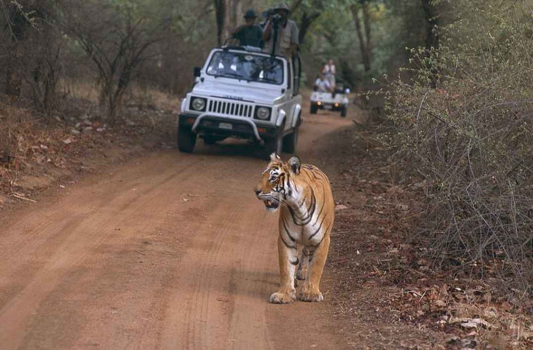 Ranthambore Day Safari From Jaipur By Jeep