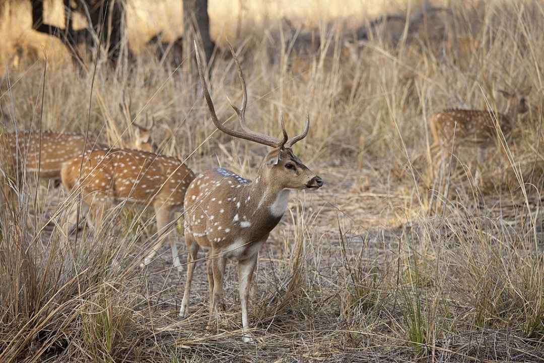 Ranthambore Day Safari From Jaipur By Jeep