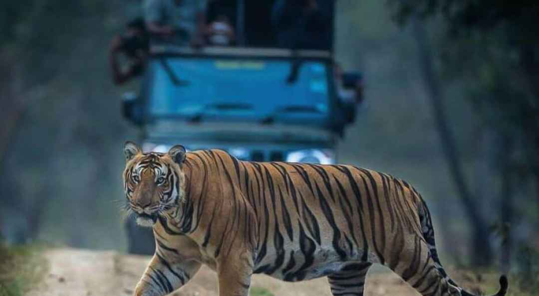 Jeep Safari in NAGARAHOLE NATIONAL PARK