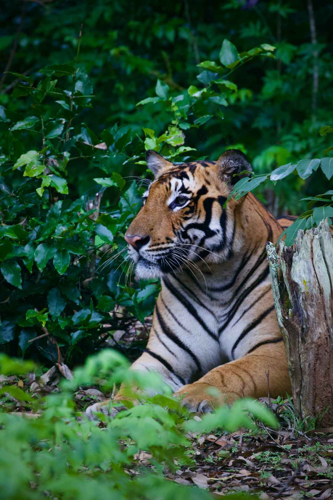 Thrilling Corbett and Mesmerising Lansdowne Holiday
