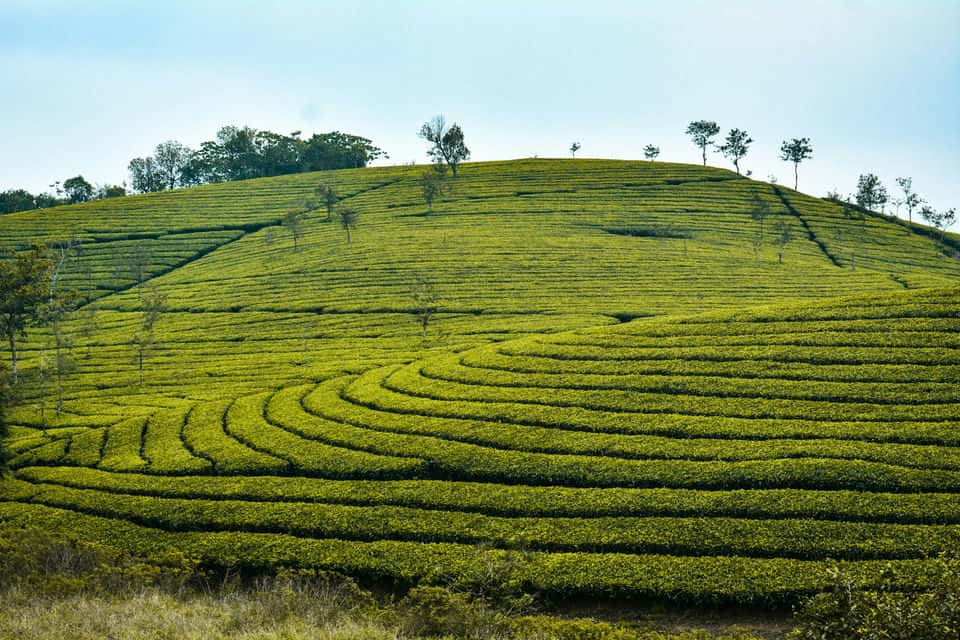 Top 10 Must-Visit Destinations in Chikmagalur for Nature Lovers